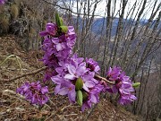 68 Scendendo dalla cima dello Zucco fiori di Mezereo (Daphne mezereum)